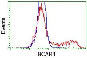 Image no. 1 for anti-Breast Cancer Anti-Estrogen Resistance 1 (BCAR1) antibody (ABIN1496833)