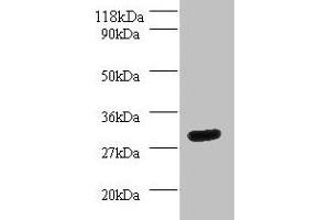 Western blot All lanes: YWHAH antibody at 2 μg/mL + Mouse spleen tissue Secondary Goat polyclonal to rabbit IgG at 1/10000 dilution Predicted band size: 29 kDa Observed band size: 29 kDa