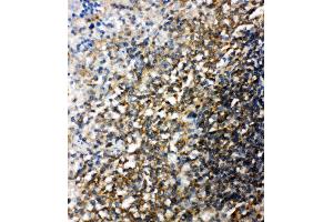 Anti-Bid antibody, IHC(P) IHC(P): Rat Spleen Tissue