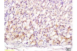 Formalin-fixed and paraffin embedded mouse stomach labeled with Anti-MT3/Metallothionein 3 Polyclonal Antibody, Unconjugated (ABIN1714565) at 1:200 followed by conjugation to the secondary antibody and DAB staining (MT3 anticorps  (AA 1-68))