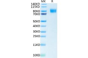 Biotinylated Human M-CSF R on Tris-Bis PAGE under reduced condition.
