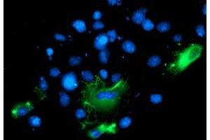 Anti-BAIAP2 mouse monoclonal antibody (ABIN2454882) immunofluorescent staining of COS7 cells transiently transfected by pCMV6-ENTRY BAIAP2 (RC214570). (BAIAP2 anticorps)