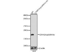 Western blot analysis of extracts from wild type (WT) and CDKN2A/p16INK4a knockout (KO) 293T cells, using CDKN2A/p16INK4a Rabbit mAb (ABIN6131541, ABIN6139280, ABIN6139282 and ABIN7101380) at 1:1000 dilution.