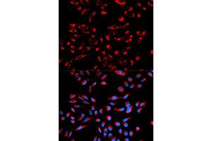 Immunofluorescence analysis of U2OS cell using C1QBP antibody.