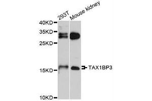 Western blot analysis of extracts of various cell lines, using TAX1BP3 antibody (ABIN5995697) at 1/1000 dilution. (TAX1BP3 anticorps)