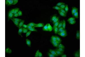 Immunofluorescence staining of HepG2 cells with ABIN7164687 at 1:266, counter-stained with DAPI.