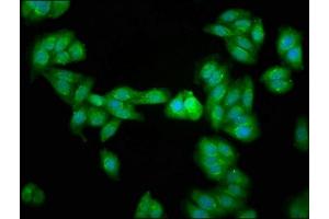 Immunofluorescence staining of HepG2 cells with ABIN7164687 at 1:266, counter-stained with DAPI. (PD-1 anticorps  (AA 1-212))