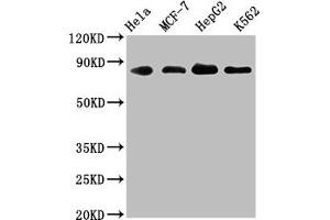 Western Blot Positive WB detected in: Hela whole cell lysate, MCF-7 whole cell lysate, HepG2 whole cell lysate, K562 whole cell lysate All lanes: ARNT antibody at 1. (Recombinant ARNT anticorps)