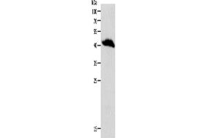 Western Blotting (WB) image for anti-Opiate Receptor-Like 1 (OPRL1) antibody (ABIN2426761)