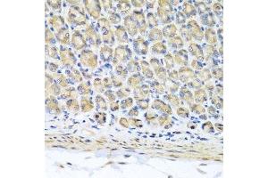 Immunohistochemistry of paraffin-embedded mouse stomach using STK3 antibody. (STK3 anticorps  (AA 323-450))