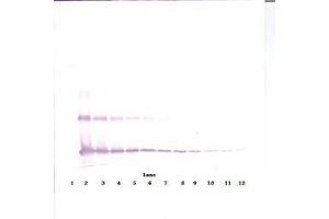 Image no. 3 for anti-Interleukin 33 (IL33) antibody (ABIN465633) (IL-33 anticorps)