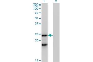 Western Blot analysis of IGLL1 expression in transfected 293T cell line by IGLL1 MaxPab polyclonal antibody.