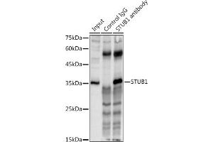 Immunoprecipitation analysis of 300 μg extracts of HeLa cells using 3 μg STUB1 antibody (ABIN6129459, ABIN6148649, ABIN6148650 and ABIN6215447). (STUB1 anticorps  (AA 1-303))