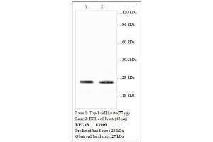 Image no. 1 for anti-Ribosomal Protein L13 (RPL13) antibody (ABIN791354)