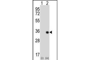Western blot analysis of STK16 (arrow) using rabbit polyclonal STK16 Antibody  (ABIN391357 and ABIN2841377). (STK16 anticorps  (C-Term))
