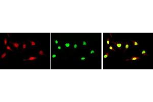 Immunofluorescence (IF) image for anti-Myc Proto-Oncogene protein (MYC) (pSer62) antibody (ABIN3201011) (c-MYC anticorps  (pSer62))