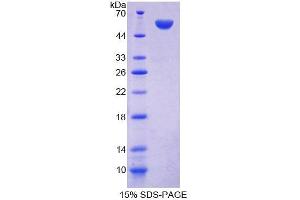 SDS-PAGE analysis of Mouse FARS2 Protein. (FARS2 Protéine)