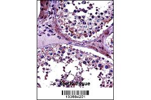 PRMT5 Antibody immunohistochemistry analysis in formalin fixed and paraffin embedded human testis tissue followed by peroxidase conjugation of the secondary antibody and DAB staining. (PRMT5 anticorps  (N-Term))