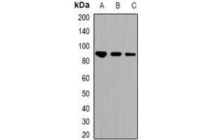 Western blot analysis of STAT1 (AcK410/K413) expression in HEK293T (A), RAW264. (STAT1 anticorps  (acLys410, Lys413))