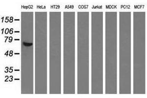 Image no. 4 for anti-alpha-Fetoprotein (AFP) antibody (ABIN1496486) (alpha Fetoprotein anticorps)