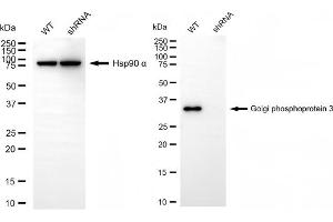 Western blotting analysis using golgi phosphoprotein 3 antibody (ABIN7798794). (GOLPH3 anticorps)