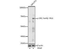 Western blot analysis of extracts of NIH/3T3 cells, using Phospho-SRC Family-Y416 antibody (ABIN3020495, ABIN3020496, ABIN3020497 and ABIN6225515) at 1:1000 dilution. (Src Family (pTyr416) anticorps)