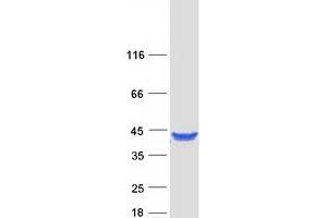 Validation with Western Blot