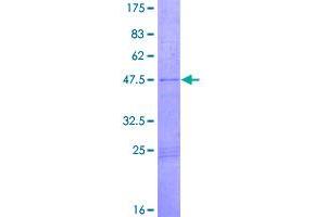 Image no. 1 for Adenylate Cyclase Activating Polypeptide 1 (Pituitary) (ADCYAP1) (AA 1-176) protein (GST tag) (ABIN1305962)