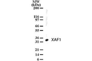 Western blot analysis of XAF1 in human liver lysates using XAF1 polyclonal antibody  at 1 ug/mL . (XAF1 anticorps  (AA 201-218))