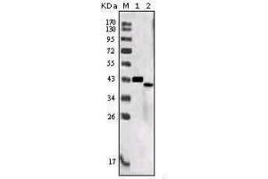 Western Blot showing SORL1 antibody used against truncated SORL1 recombinant protein (1) and SORL1 (aa2159-2214)-hIgGFc transfected CHO-K1 cell lysate (2).