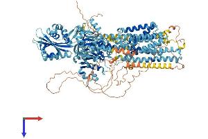AlphaFold protein structure predicition of Human Recombinant ATP2B4 Protein, UniprotID P23634
