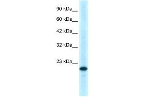 TNFRSF18 antibody (70R-10460) used at 0.