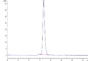 The purity of Biotinylated Human IFNAR1 is greater than 95 % as determined by SEC-HPLC.