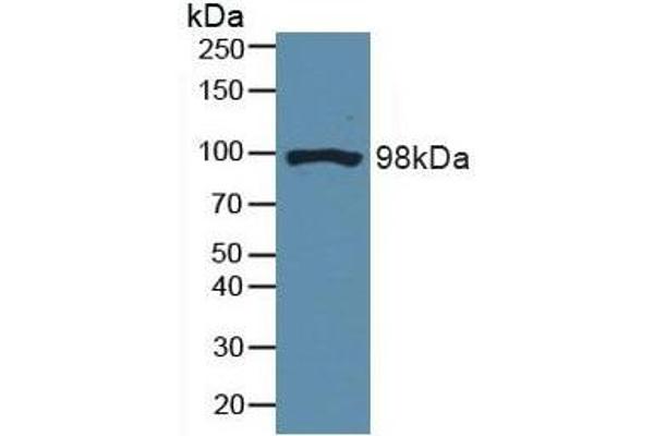 DNM2 antibody  (AA 533-731)