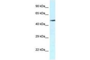 Image no. 1 for anti-Vanin 2 (VNN2) (AA 337-386) antibody (ABIN6747327) (VNN2 anticorps  (AA 337-386))