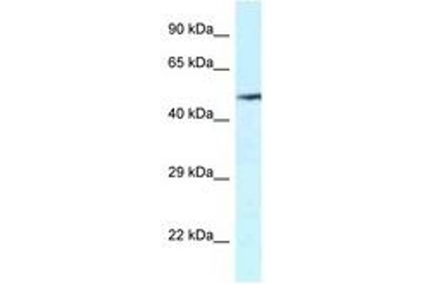 VNN2 anticorps  (AA 337-386)