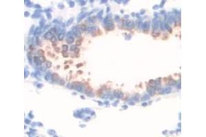 IHC-P analysis of Rat Tissue, with DAB staining. (MUC5B anticorps  (AA 3513-3611))