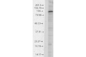 HCN1 Western Blot. (HCN1 anticorps  (C-Term))