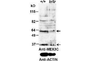 ABIN5539884 (0. (MEX3C anticorps  (AA 541-554))