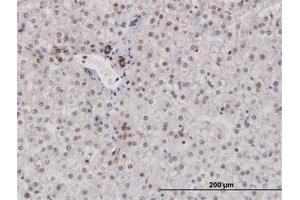Immunoperoxidase of purified MaxPab antibody to RPA2 on formalin-fixed paraffin-embedded human liver. (RPA2 anticorps  (AA 1-270))
