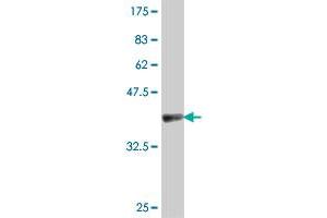 Western Blot detection against Immunogen (37. (EIF4A2 anticorps  (AA 1-100))