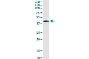 FANCL MaxPab rabbit polyclonal antibody. (FANCL anticorps  (AA 1-375))