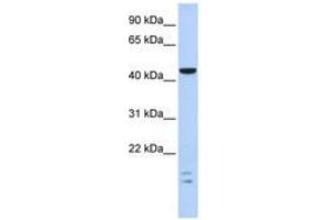 Image no. 1 for anti-BTB (POZ) Domain Containing 6 (BTBD6) (C-Term) antibody (ABIN6740625) (BTBD6 anticorps  (C-Term))