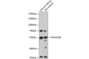 Western blot analysis of extracts of various cell lines, using FB antibody (ABIN7267110) at 1:1000 dilution. (FAM155B anticorps)