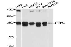 Western blot analysis of extracts of various cell lines, using FKBP14 antibody (ABIN6290382) at 1:3000 dilution.