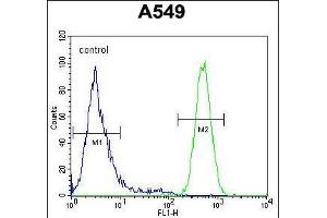 ES1 Antibody (N-term) (ABIN654664 and ABIN2844360) flow cytometric analysis of A549 cells (right histogram) comred to a negative control cell (left histogram).
