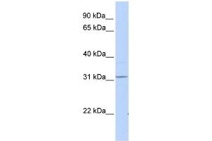 WB Suggested Anti-HHEX Antibody Titration: 0. (HHEX anticorps  (C-Term))