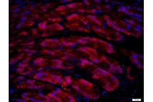 Paraformaldehyde-fixed, paraffin embedded mouse stomach, Antigen retrieval by boiling in sodium citrate buffer (pH6) for 15min, Block endogenous peroxidase by 3% hydrogen peroxide for 20 minutes, Blocking buffer (normal goat serum) at 37°C for 30min, Antibody incubation with UNC5B/UNC5H2 Polyclonal Antibody, Unconjugated  at 1:400 overnight at 4°C, followed by a conjugated secondary (Goat Anti-rabbit IgG/Bio) for 20minutes at 37°C, followed by a conjugated streptavidin at[1:500] for 40 minutes and DAPI staining of the nuclei.