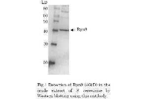 Western Blotting (WB) image for anti-Proteasome (Prosome, Macropain) 26S Subunit, Non-ATPase, 13 (PSMD13) (full length) antibody (ABIN2452116) (PSMD13 anticorps  (full length))