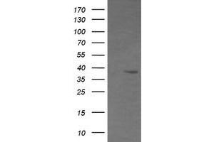 Image no. 1 for anti-CD33 (CD33) antibody (ABIN1497271) (CD33 anticorps)